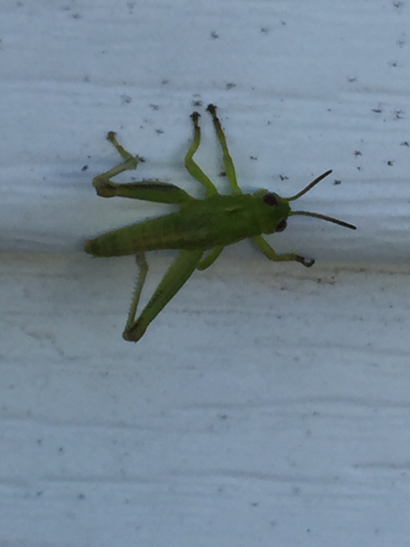 Spur-Throated Grasshopper (Melanoplus) Nympm