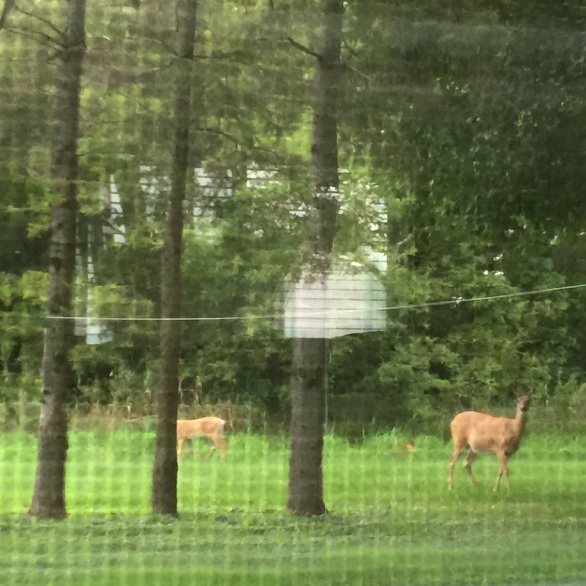 Whitetail deer, doe and fawn, right outside our livingroom window!