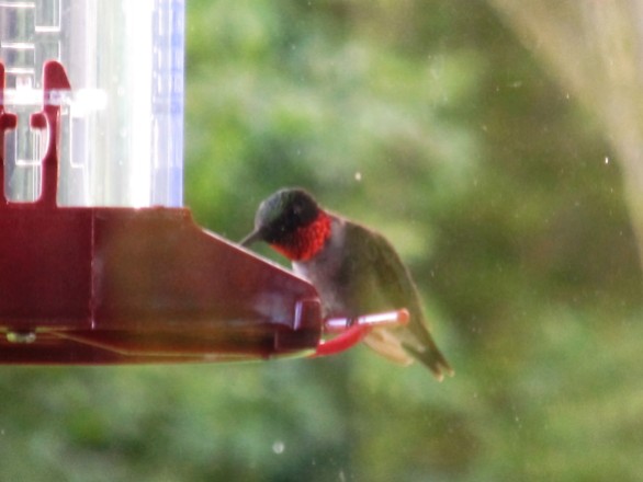 Ruby Throated Hummingbird, male