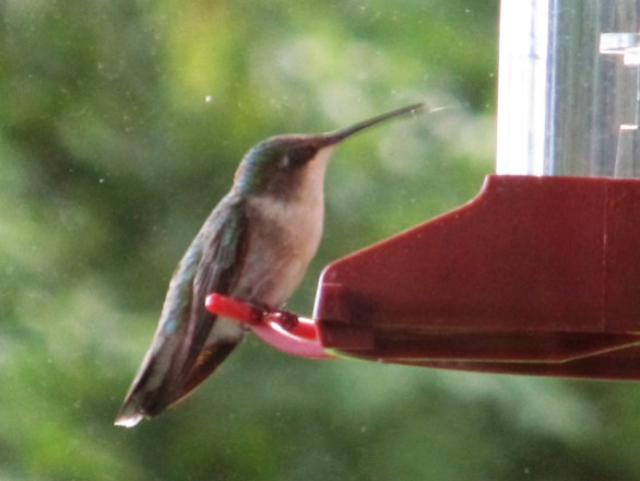 Ruby Throated Hummingbird, female