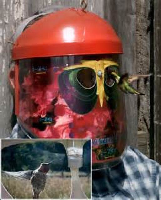 The wearable hummingbird feeder holds a sugar-water solution that is dispensed through a tube that pokes out between the eyes of the mask. metro.co.uk