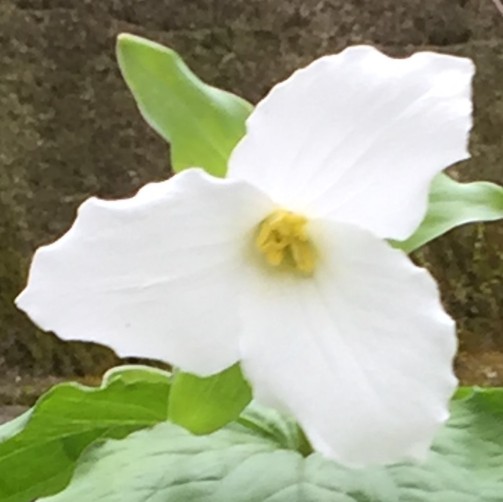 White Trillium Blossom