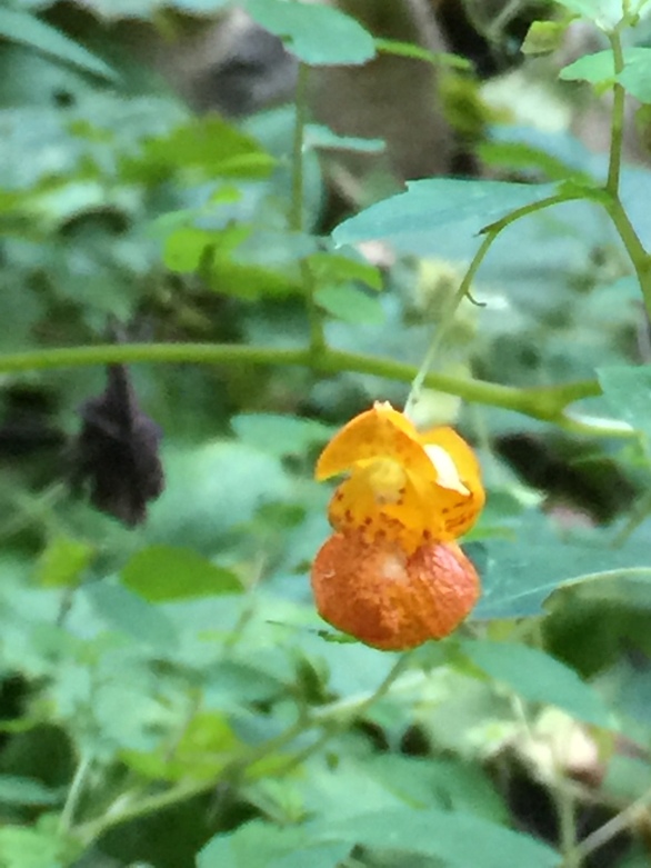 Orange Jewelweed or Touch-Me-Not