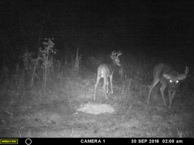Notice the buck with a side of his antlers missing