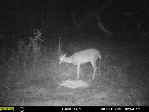 Young 'fork' buck