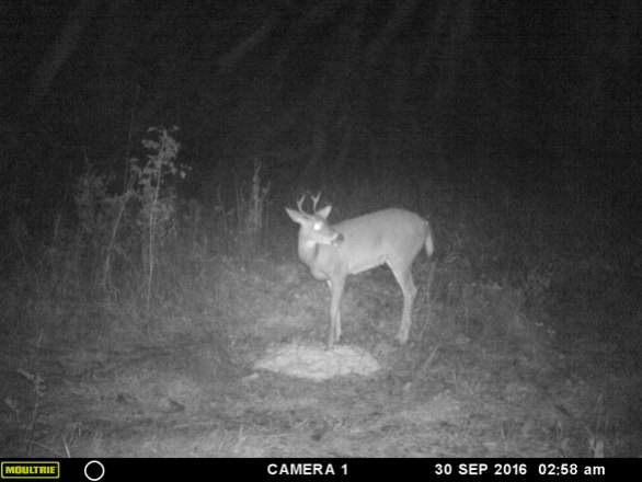 A young 'fork' buck