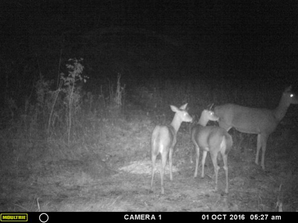 Whitetail doe and twins