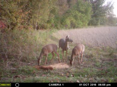 Whitetail doe and her twins